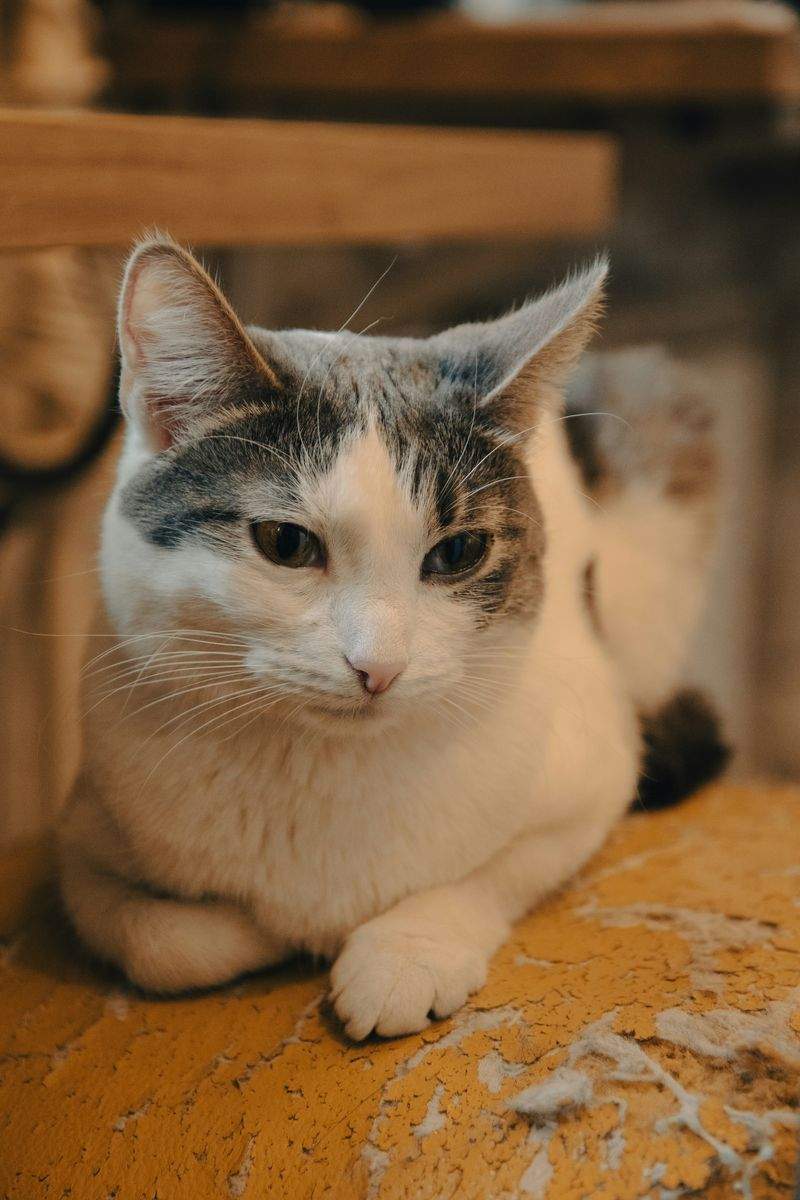 にゃんこケアサービス - Image 10