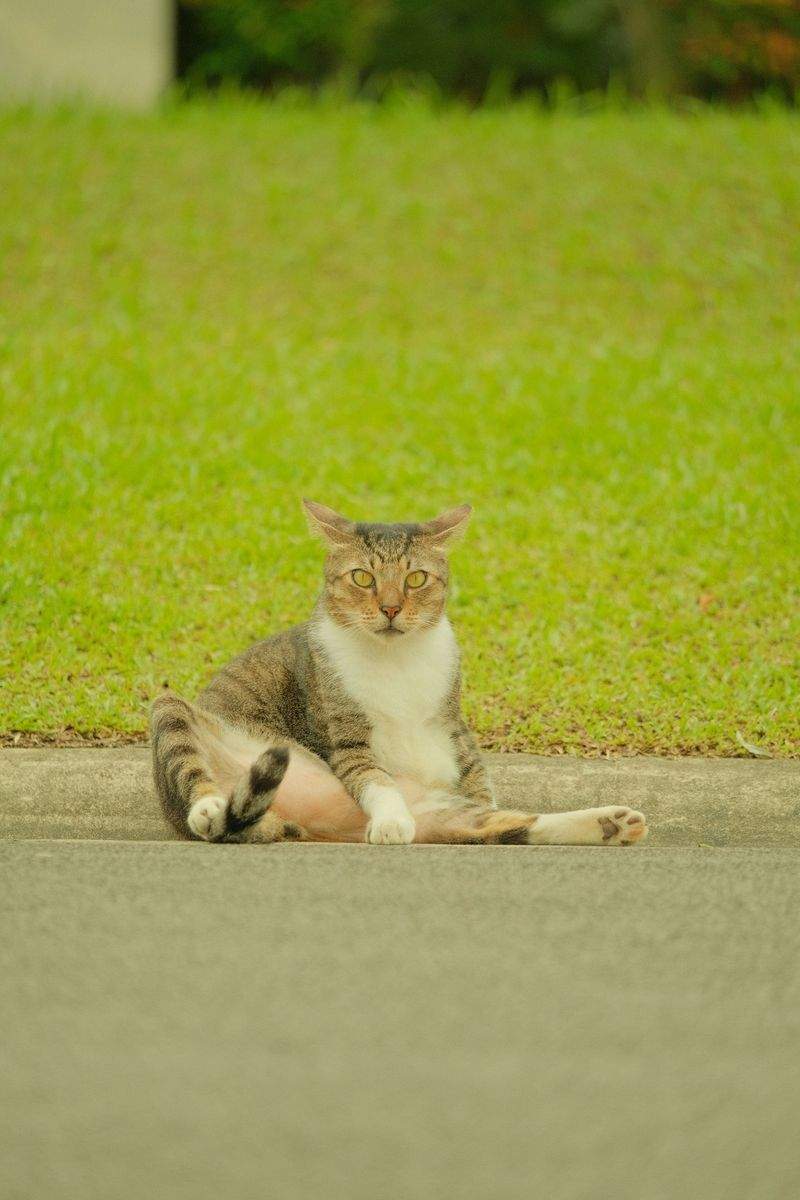 にゃんこケアサービス - Image 2